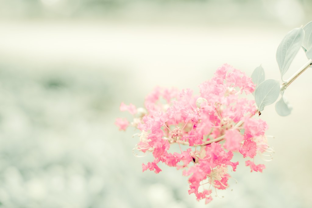 花は生きる事を迷わない
