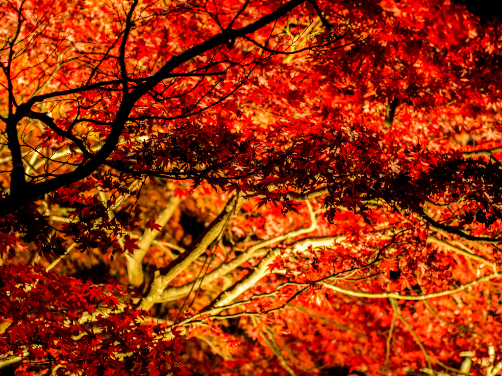 yoru-momiji
