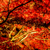 yoru-momiji