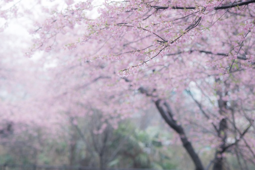 水の粒子は陽の光を遮るも 春と桜の香りを空気に溶かす