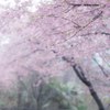 水の粒子は陽の光を遮るも 春と桜の香りを空気に溶かす