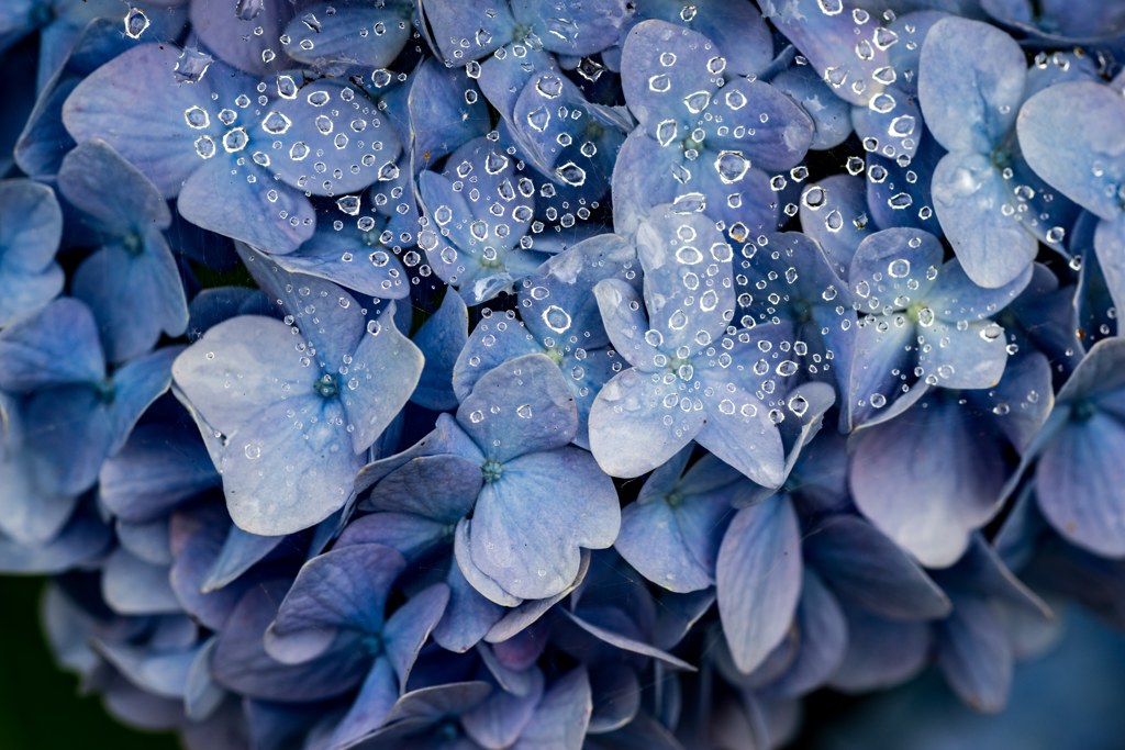 たまたま綺麗な青に たまたま蜘蛛が住んで たまたま通り雨が降っただけ。