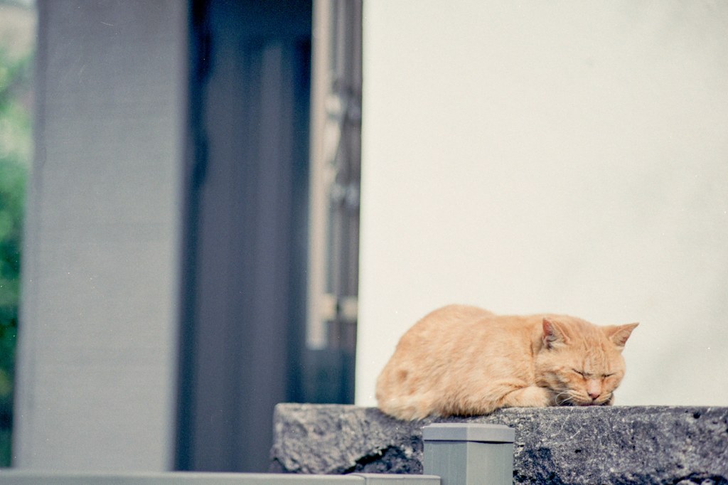 眠り猫