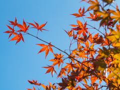 momiji