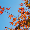 momiji