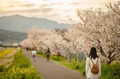 夕焼け桜並木