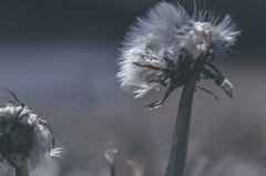 一陣の風