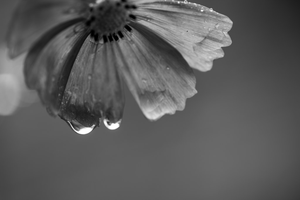雨なんて 雨なんて 嫌いじゃない