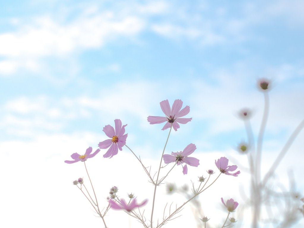 花は風のリズムに踊り 