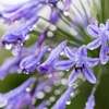 長雨もときには心に晴れをもたらし