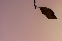 秋空グラデーション
