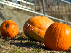 kabocha