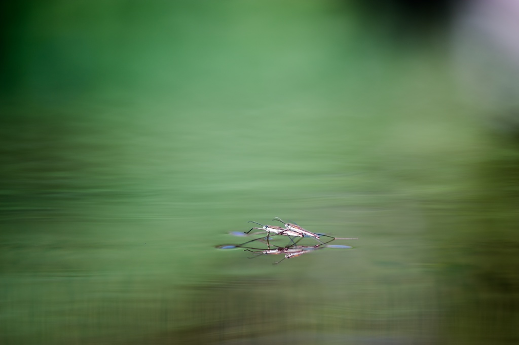水上の愛