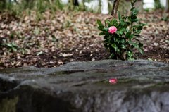 雨の向こうも また春