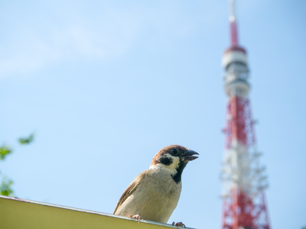 スズメと東京タワー