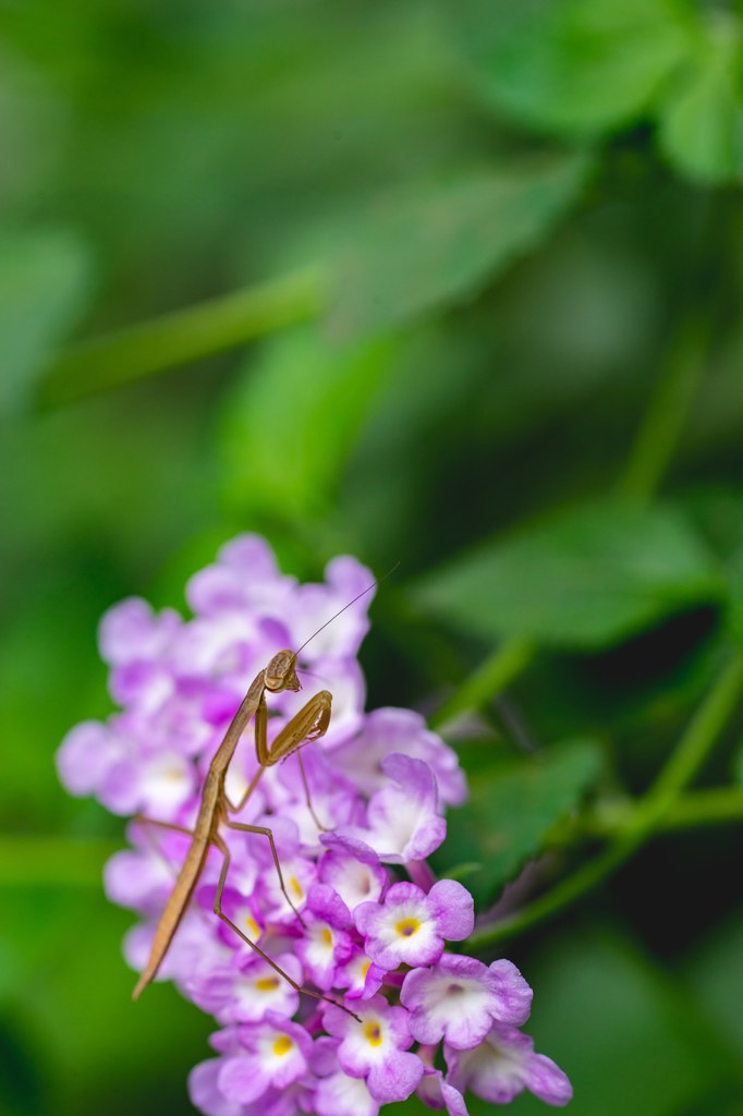 小さなカマキリ