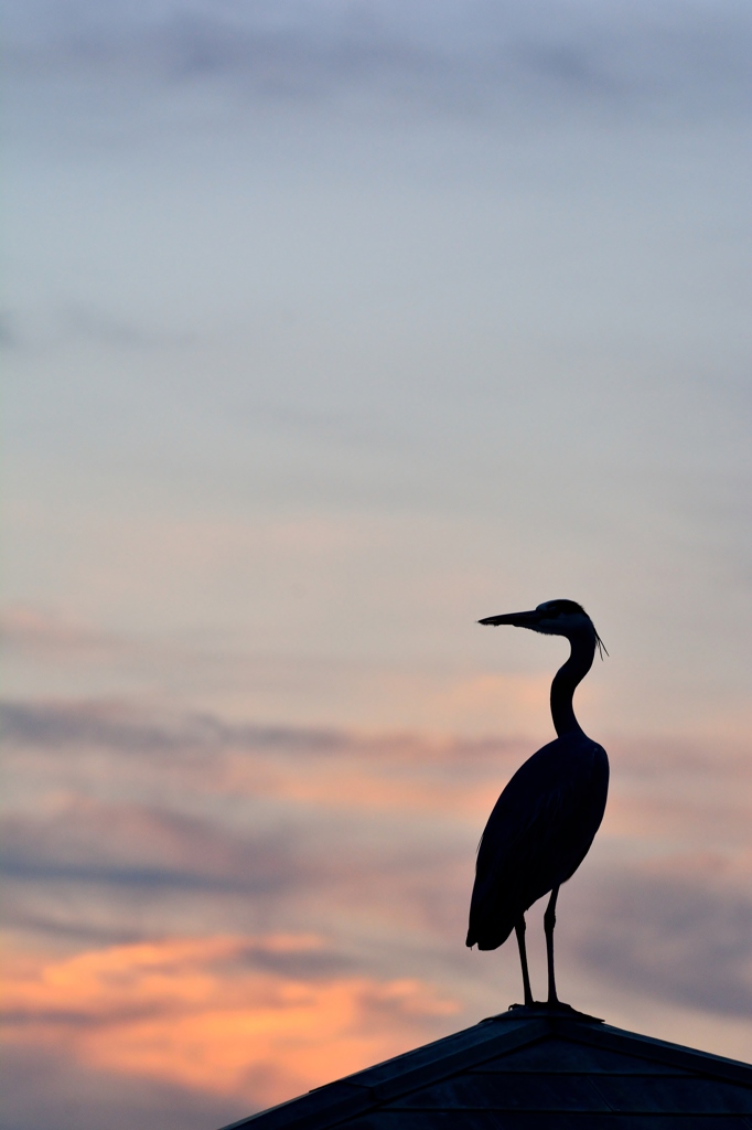 孤高の空