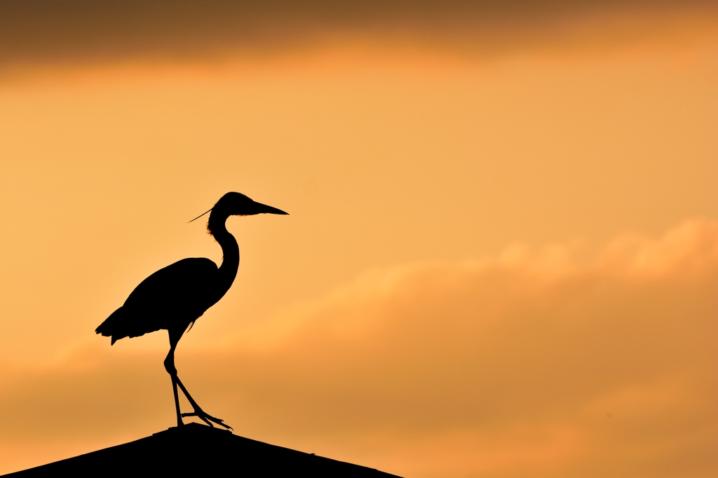 夕風のheron