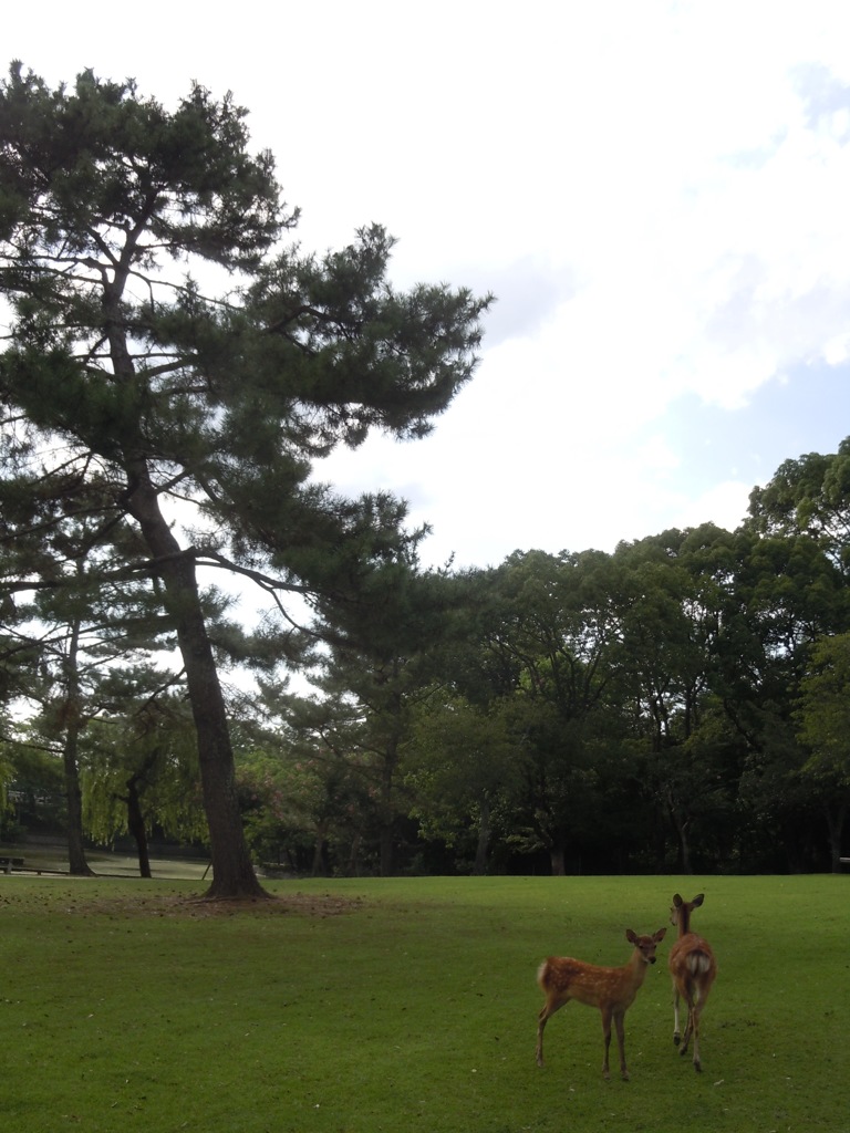 20140814　鹿さん。