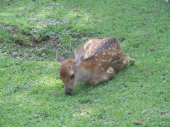 20140814　バンビちゃん。