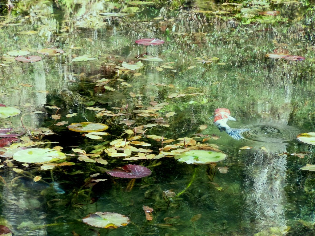 波紋