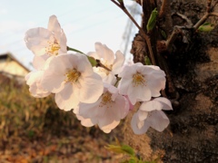 胴吹き桜