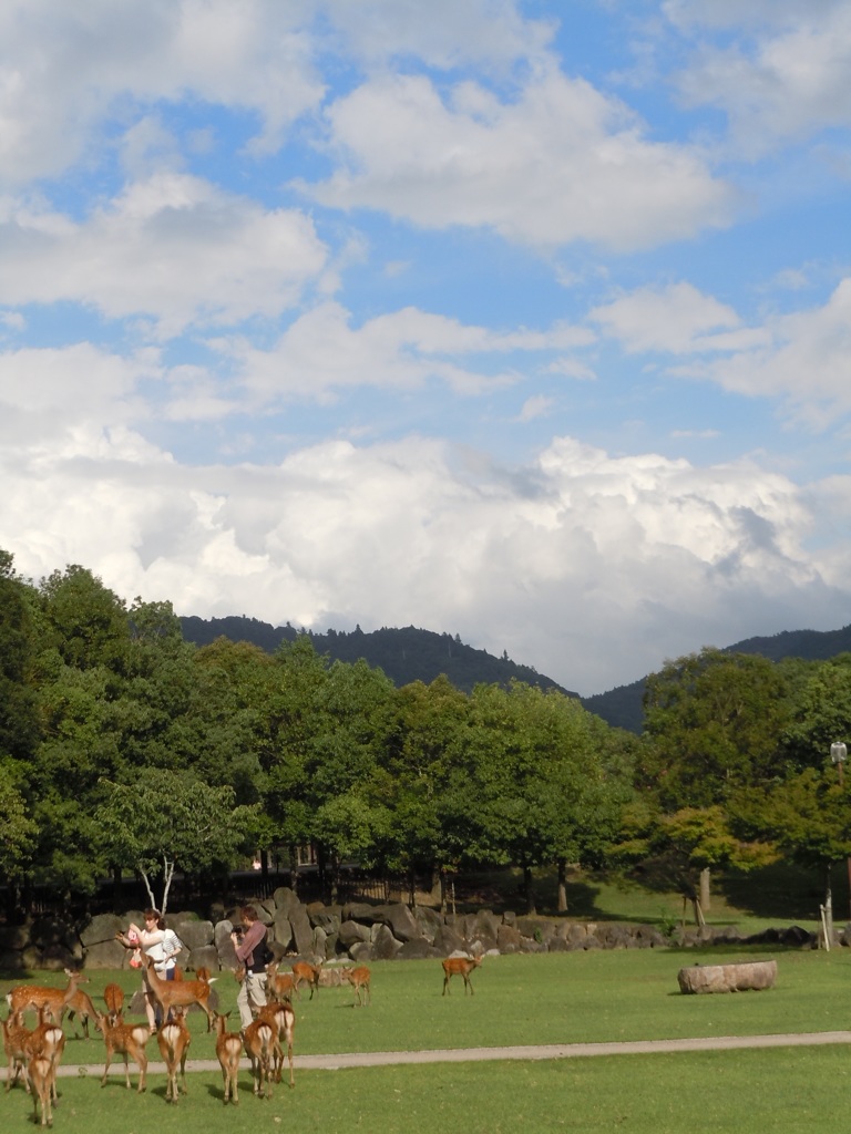 20140814　鹿さん日和。