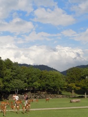 20140814　鹿さん日和。