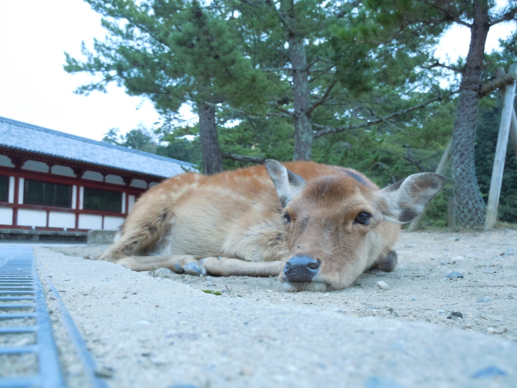 ふーん。。。