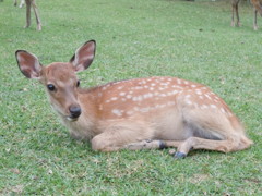 バンビちゃん