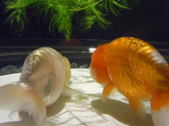 20140818　お話し中？？