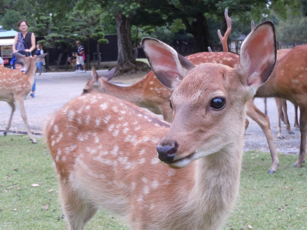 お耳ピーン