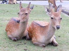 ふたごちゃんかな？
