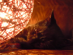 20140814　猫