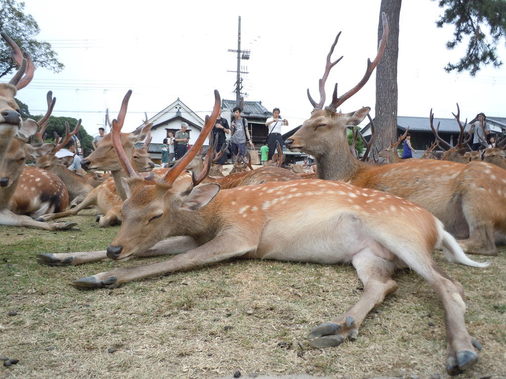 鹿さんだって暑いのです