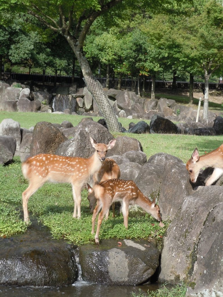 20140814　涼む鹿さん。