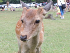 牡鹿だけど、美人さん。笑