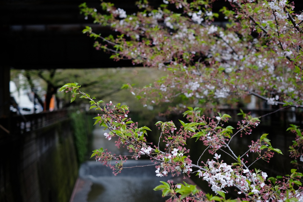 緑色目黒川