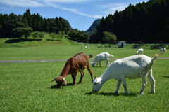 阿蘇山