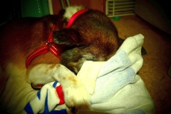 看板犬レオンの居眠り