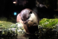 カワウソ