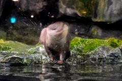 カワウソのぶるぶる