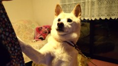 愛犬メグ