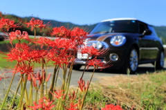 彼岸花とMINI