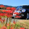 彼岸花とMINI