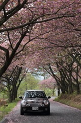 桜トンネル