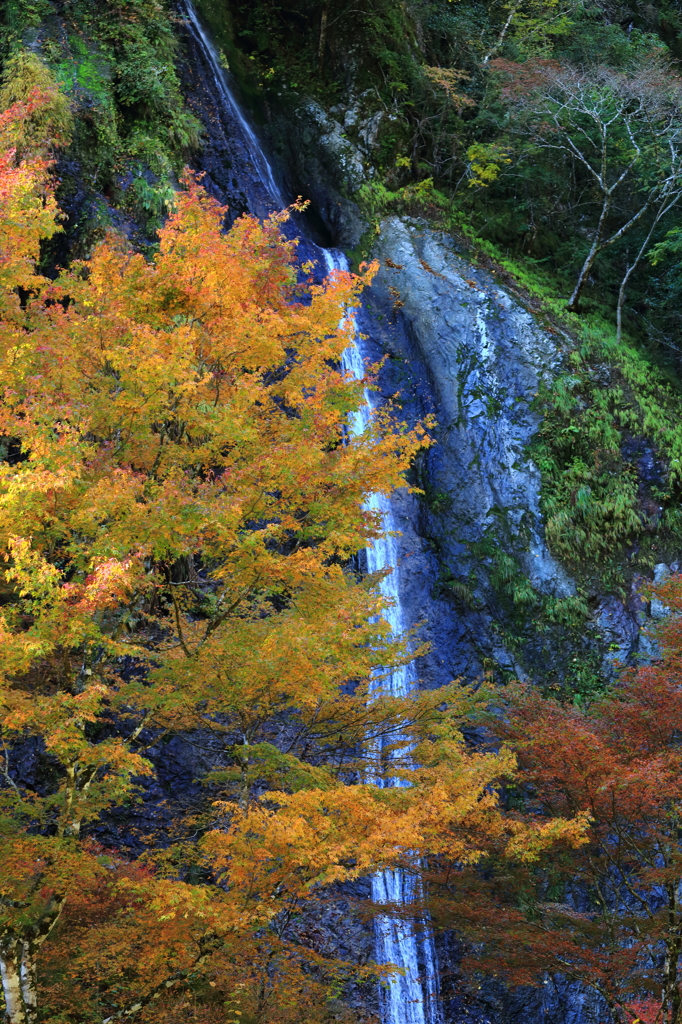 布滝