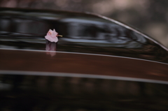 桜1輪