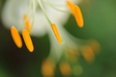 雄蕊