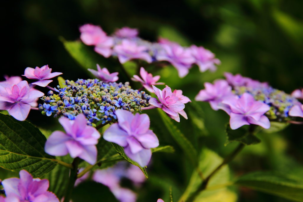 花火